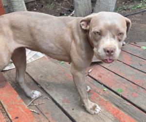 Belle #A2268: Female Dog