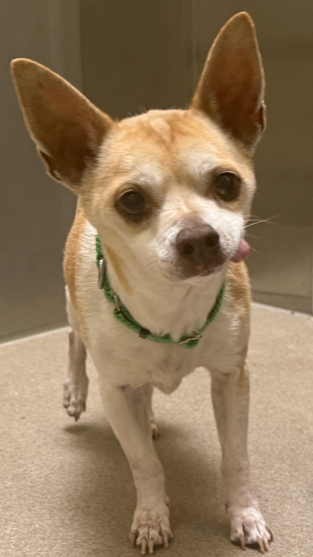 Jackson #A2256: Male Dog