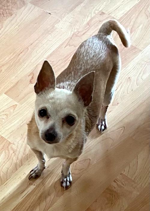 Mamie #A2257: Female Dog