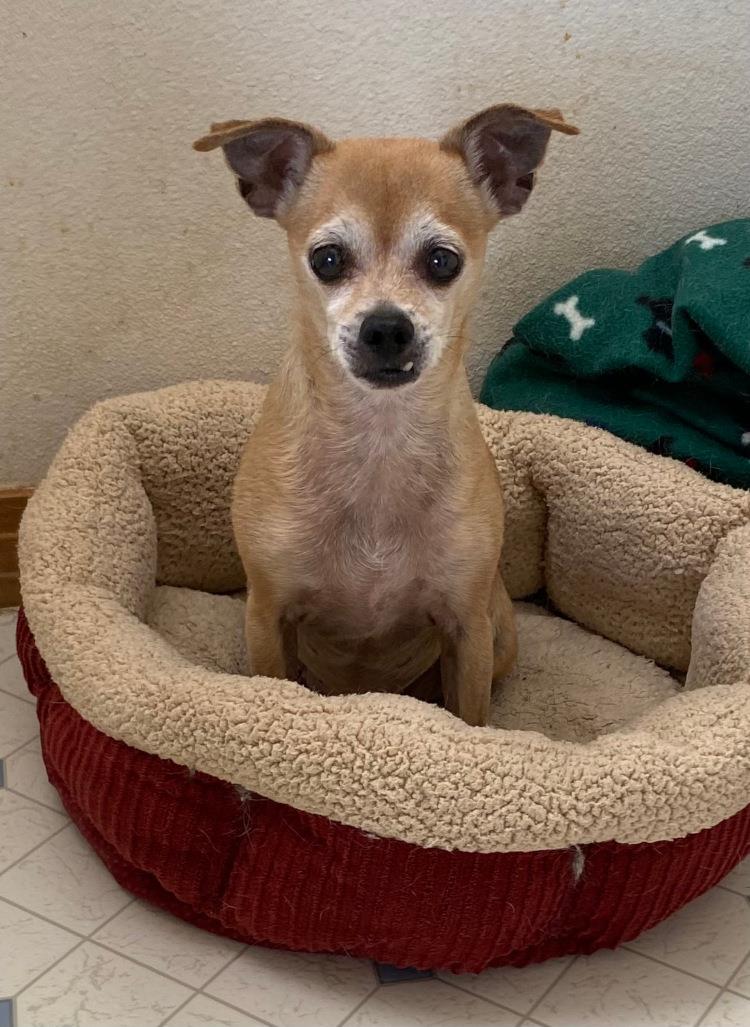 Maxie #A2262: Female Dog