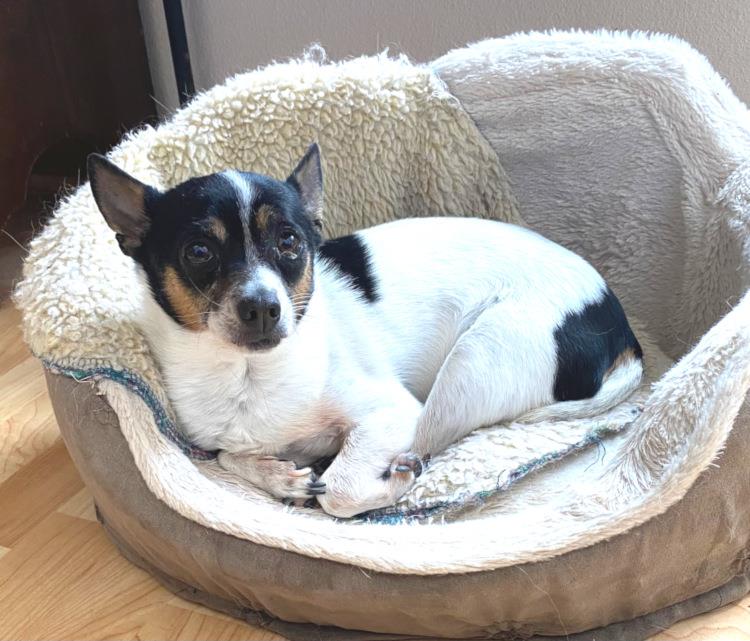 Zeke #A2266: Male Dog