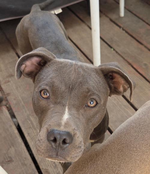 Zena